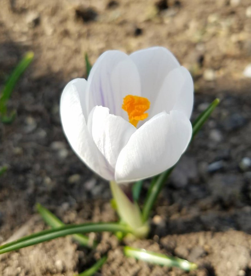 チューリップ球根掘り上げ 発行人の俺ブログ